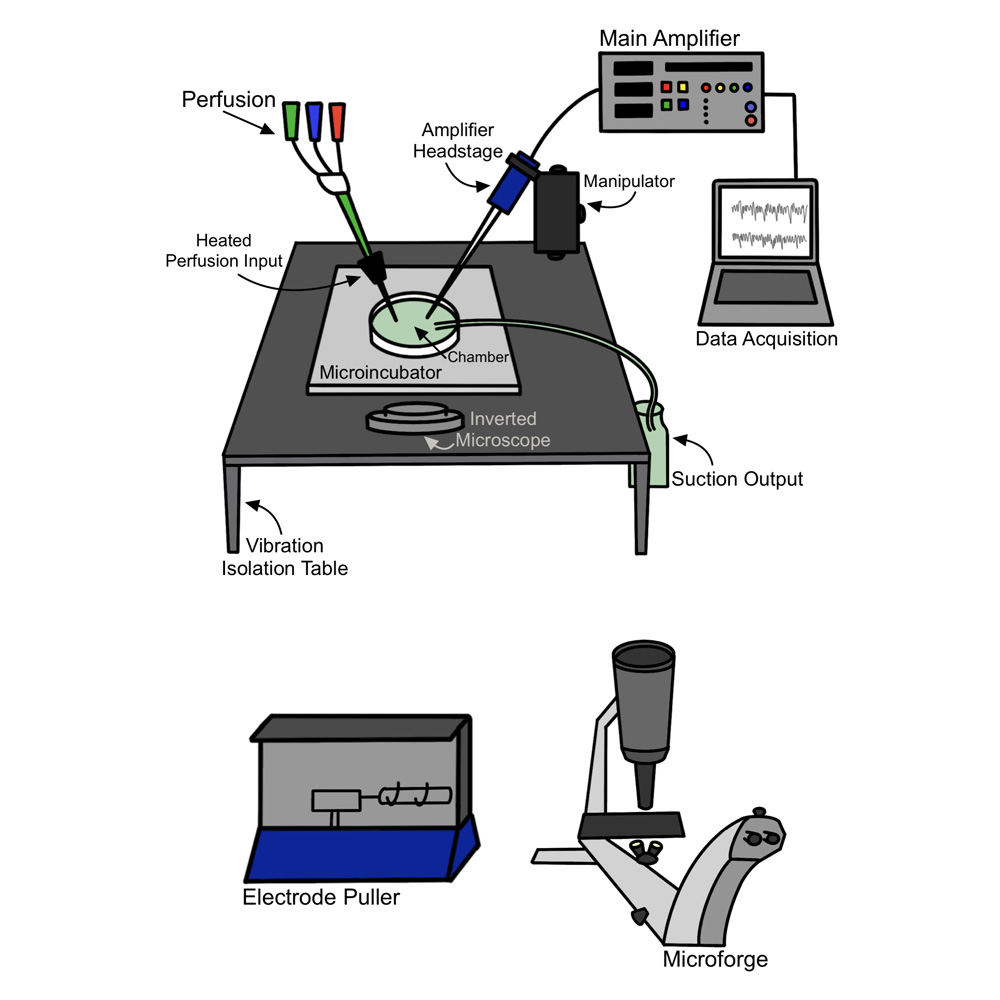 Complete Electrophysiology Set-Up